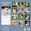 Yellow Lab Puppy Calendar